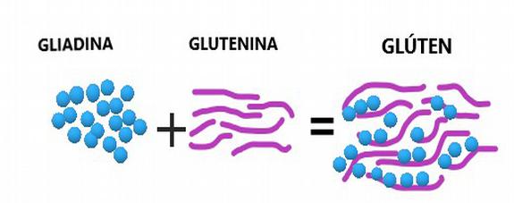 Composición del gluten
