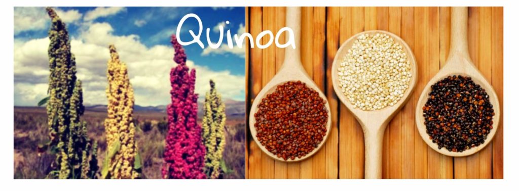 Quinoa: Propiedades, Beneficios, Contraindicaciones y Recetas